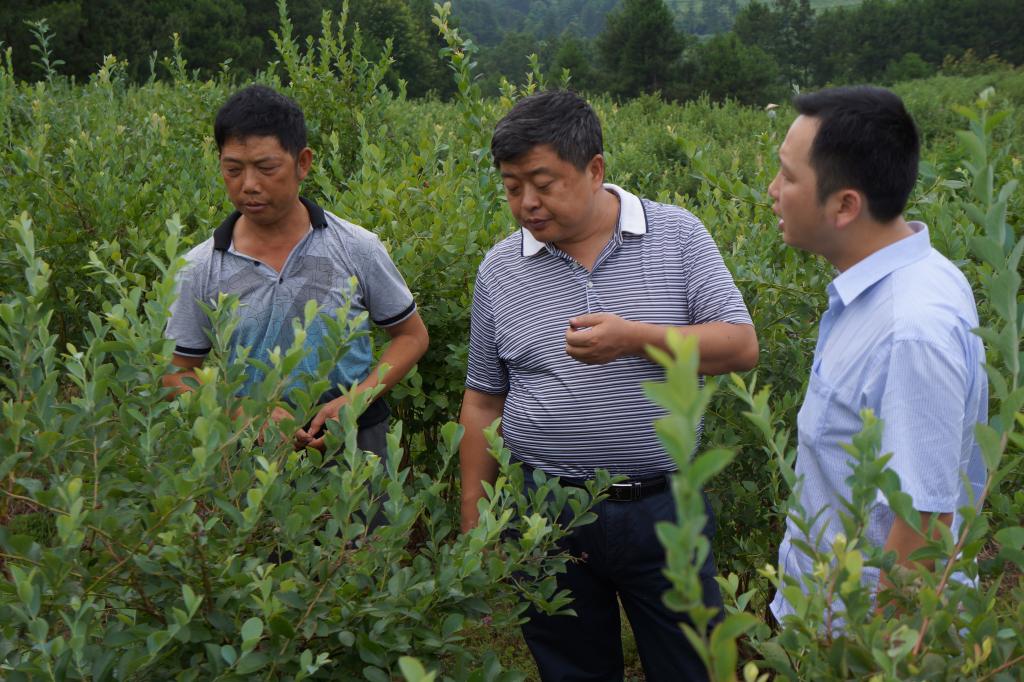 食药学院马立志院长一行参加中国61黔东南第二届蓝莓节